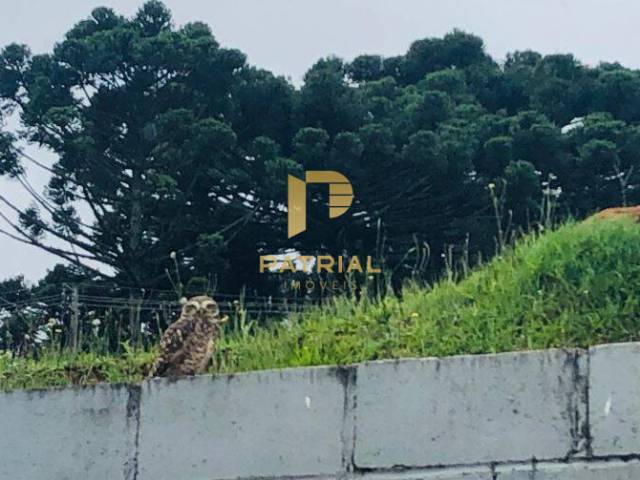 #TE0119 - Terreno para Venda em Campo Largo - PR - 3